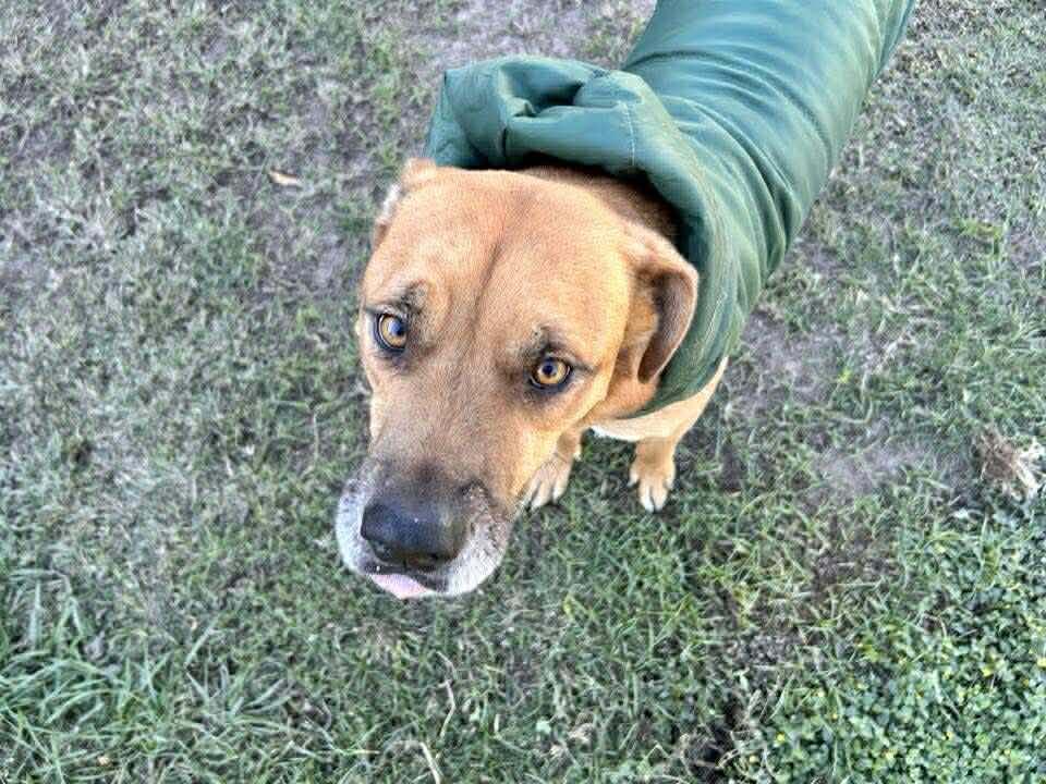 Enlarge Juice, a Adoptable mixed breed in Kennewick , WA image 5/6