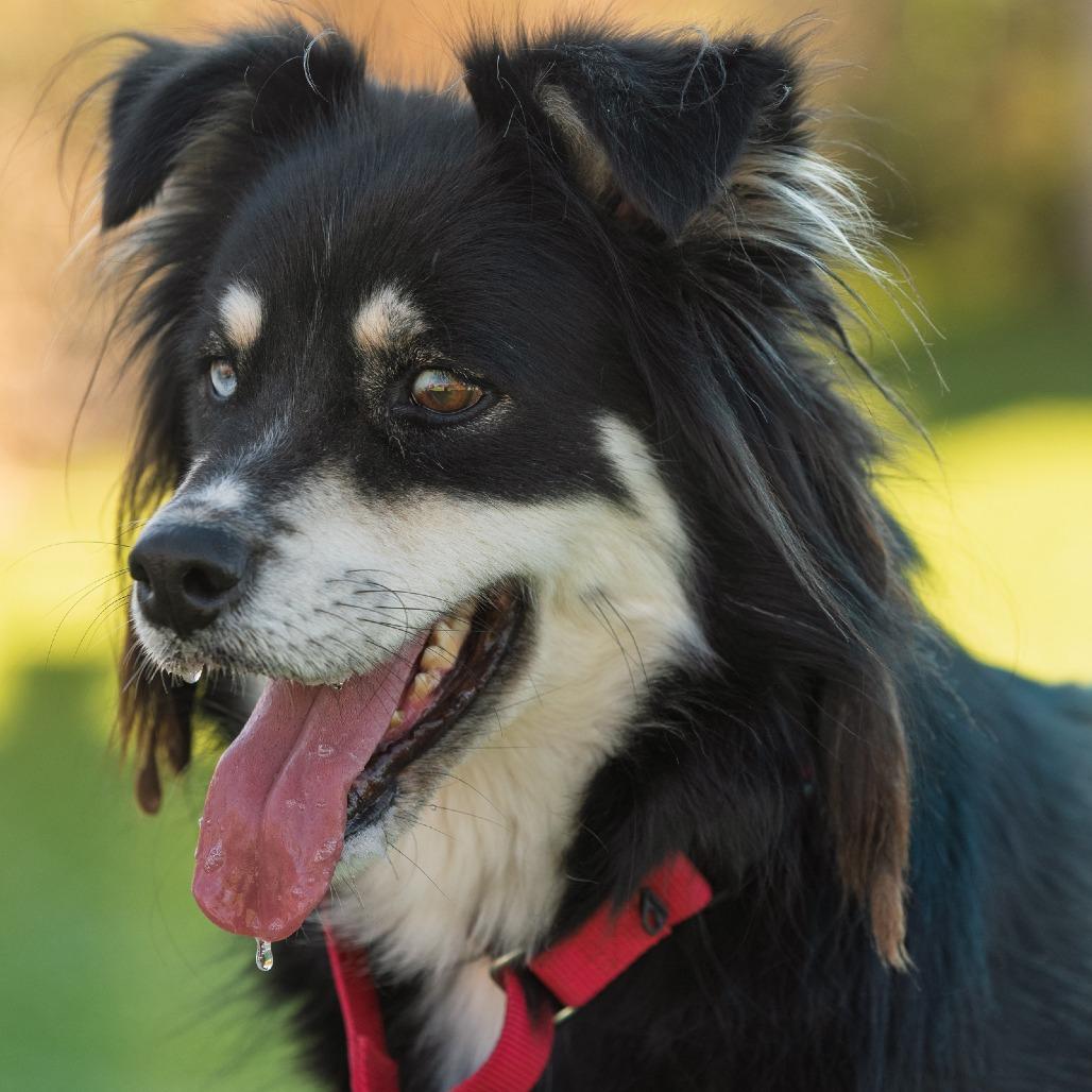 Enlarge Stevie, a Adoptable Australian Shepherd in Idaho Falls, ID image 1/6