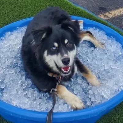 Enlarge Stevie, a Adoptable Australian Shepherd in Idaho Falls, ID image 2/6