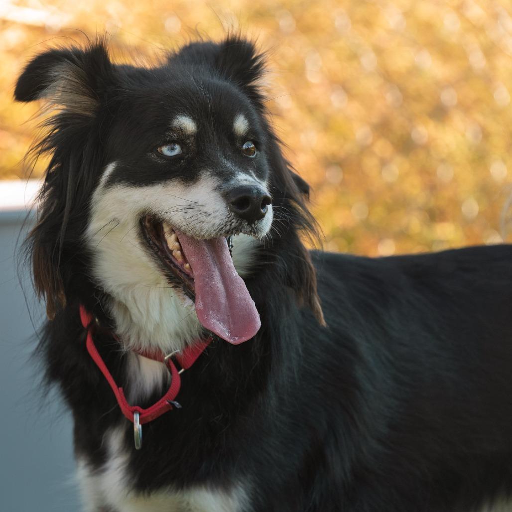 Enlarge Stevie, a Adoptable Australian Shepherd in Idaho Falls, ID image 3/6