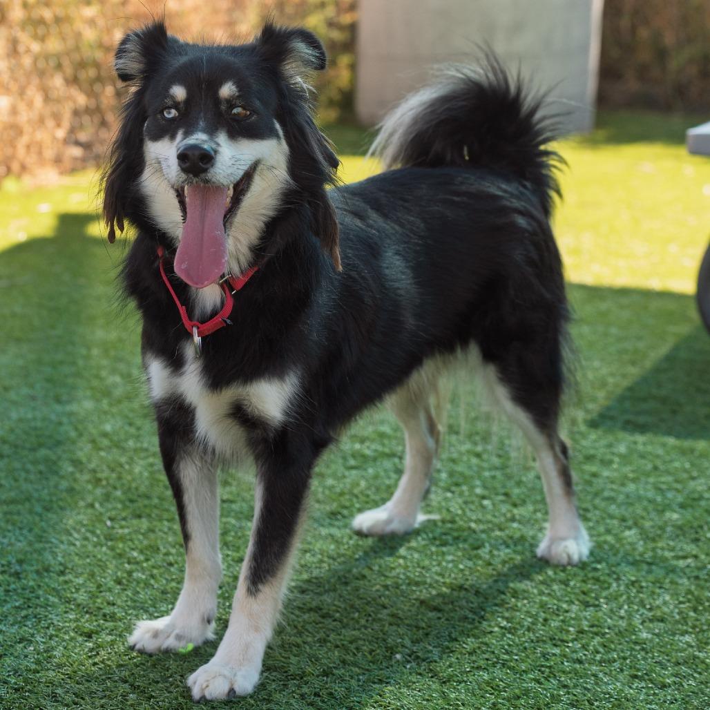 Enlarge Stevie, a Adoptable Australian Shepherd in Idaho Falls, ID image 4/6