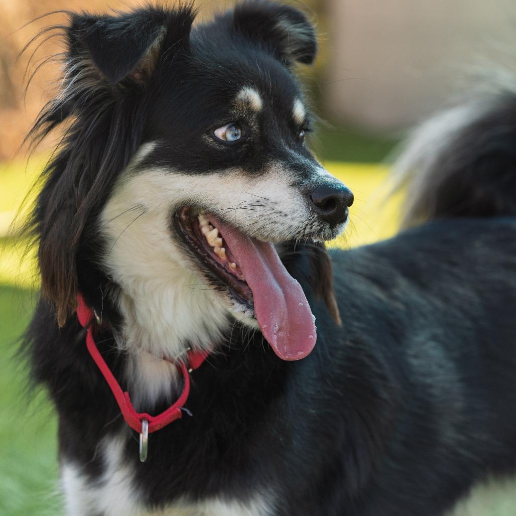 Enlarge Stevie, a Adoptable Australian Shepherd in Idaho Falls, ID image 5/6