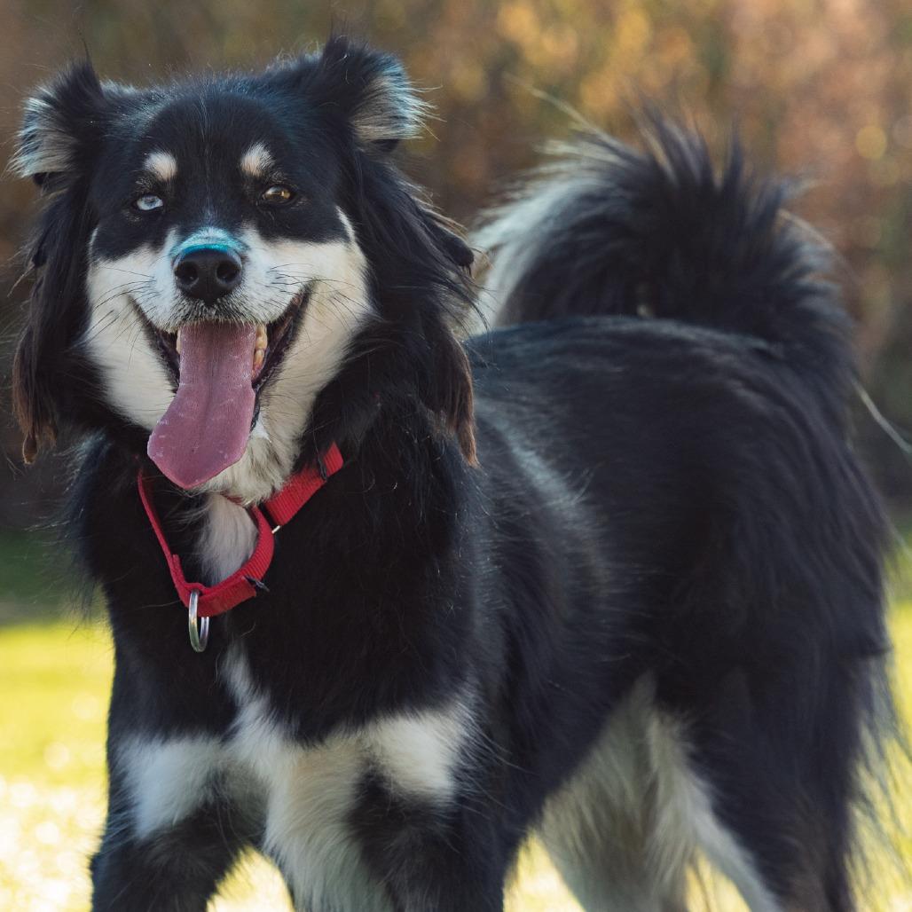 Enlarge Stevie, a Adoptable Australian Shepherd in Idaho Falls, ID image 6/6