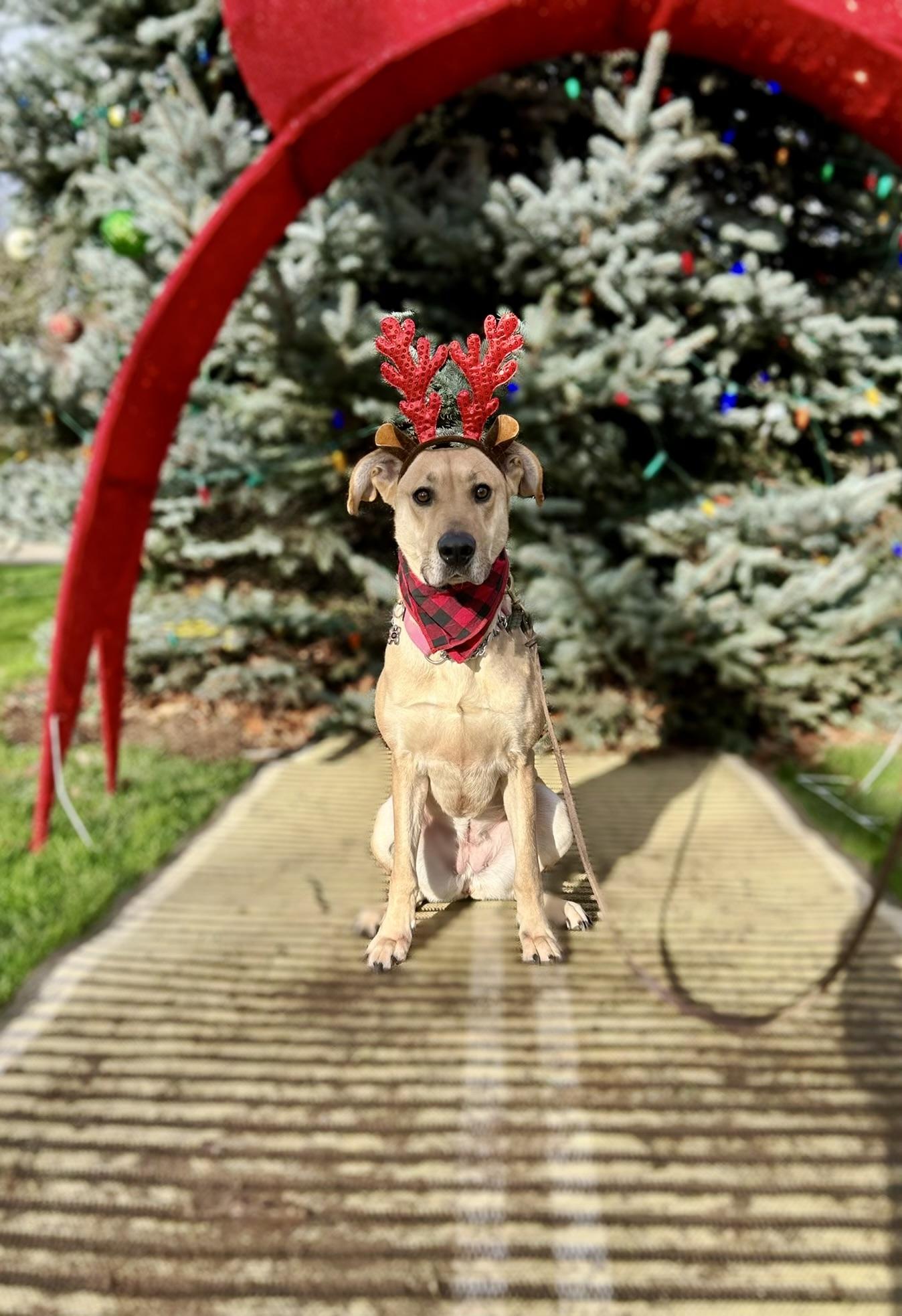 Enlarge Tiana , a Adoptable Great Dane in santa monica, CA image 6/6