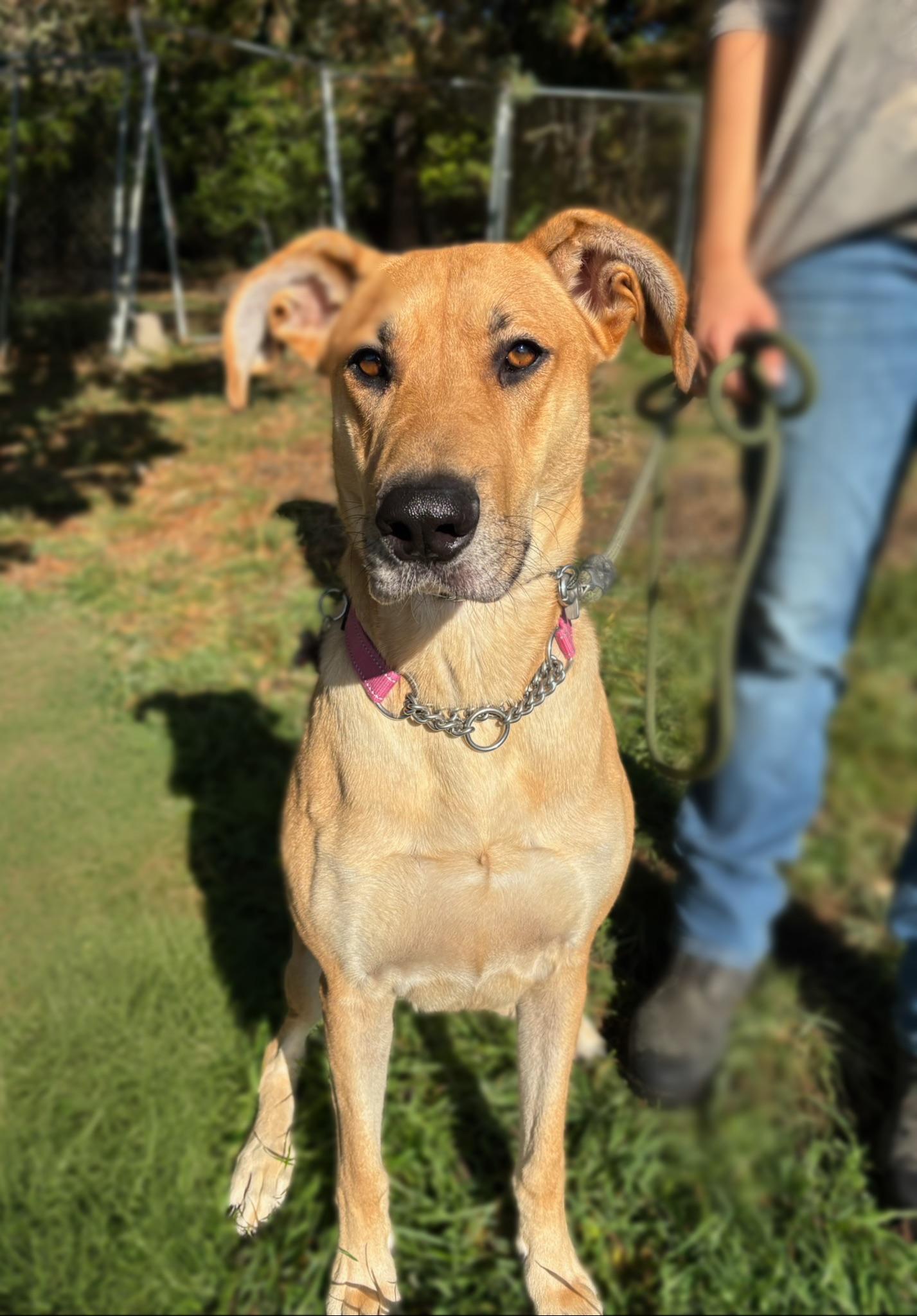 Enlarge Tiana , a Adoptable Great Dane in santa monica, CA image 4/6