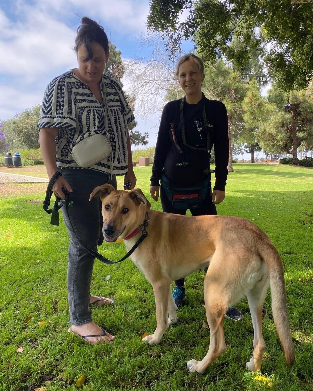 Enlarge Tiana , a Adoptable Great Dane in santa monica, CA image 5/6