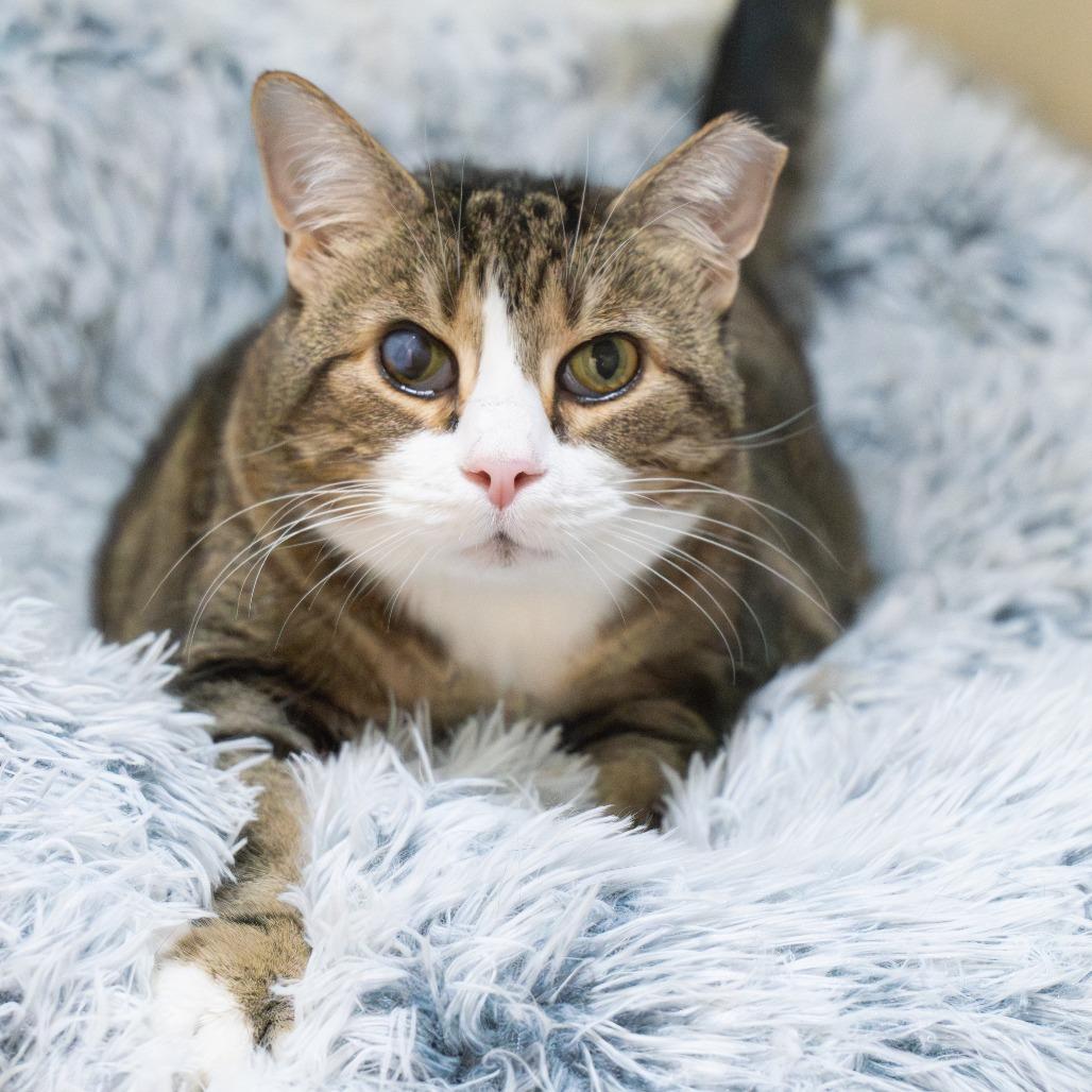 Wyck, Adoptable, Senior Female Domestic Short Hair.