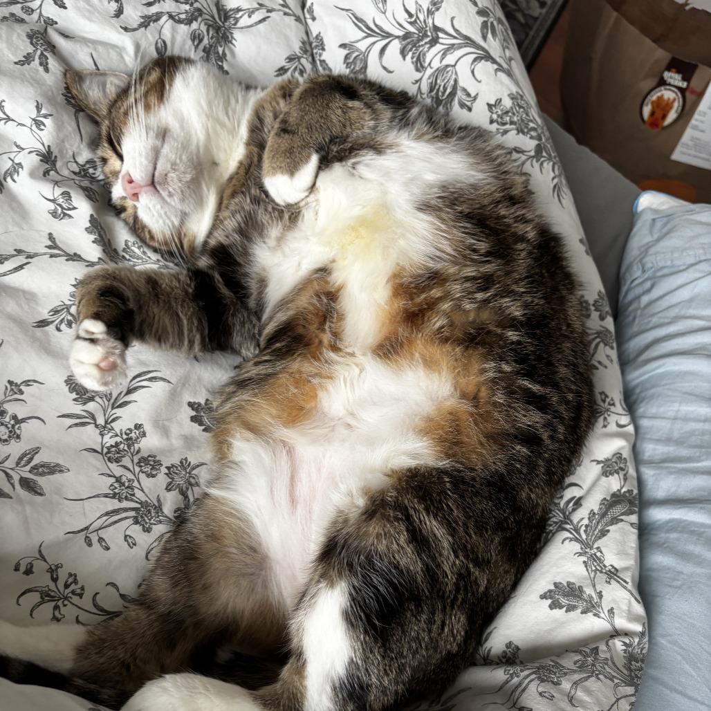 Wyck, Adoptable, Senior Female Domestic Short Hair.