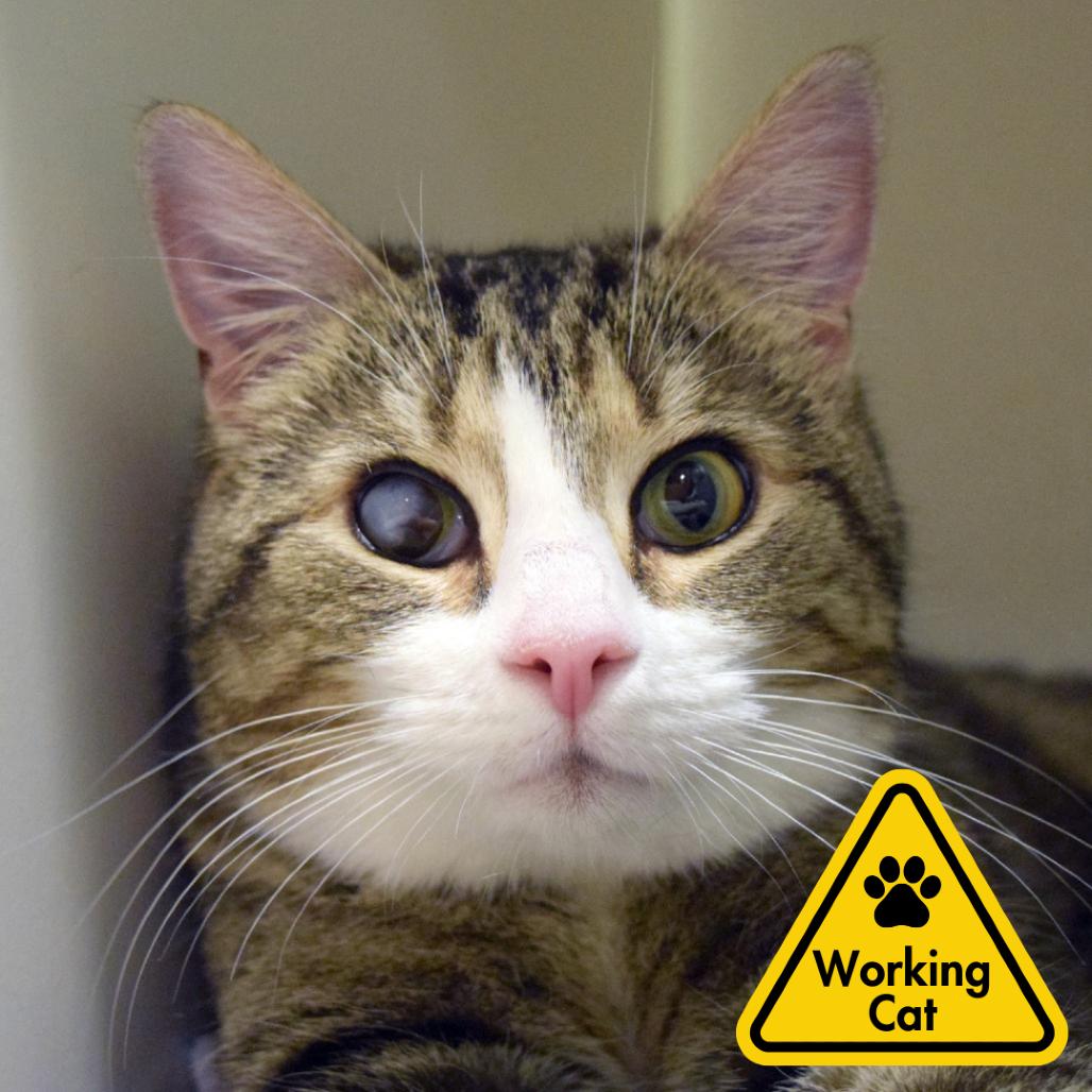 Enlarge Wyck- Working Cat, a Adoptable Domestic Short Hair in Baltimore, MD image 2/4