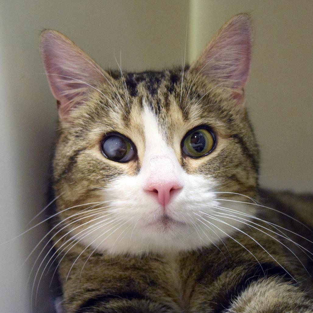 Enlarge Wyck- Working Cat, a Adoptable Domestic Short Hair in Baltimore, MD image 4/4