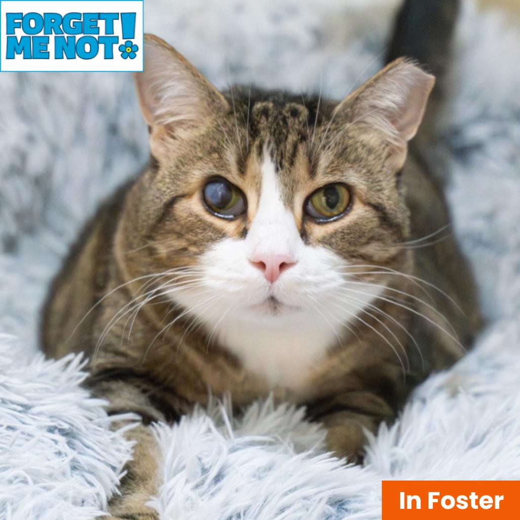 Enlarge Wyck, a Adoptable Domestic Short Hair in Baltimore, MD image 4/6