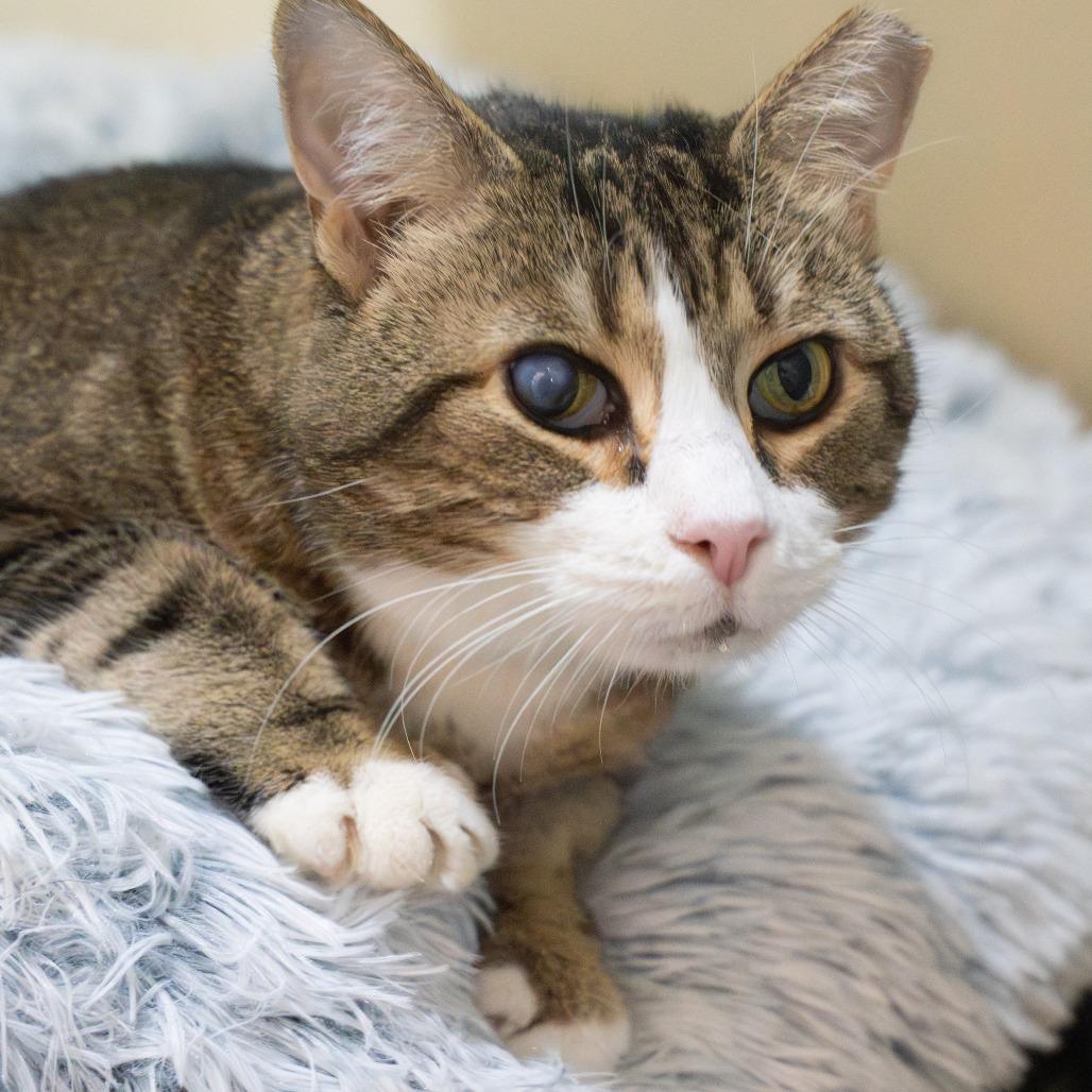 Enlarge Wyck, a Adoptable Domestic Short Hair in Baltimore, MD image 5/6