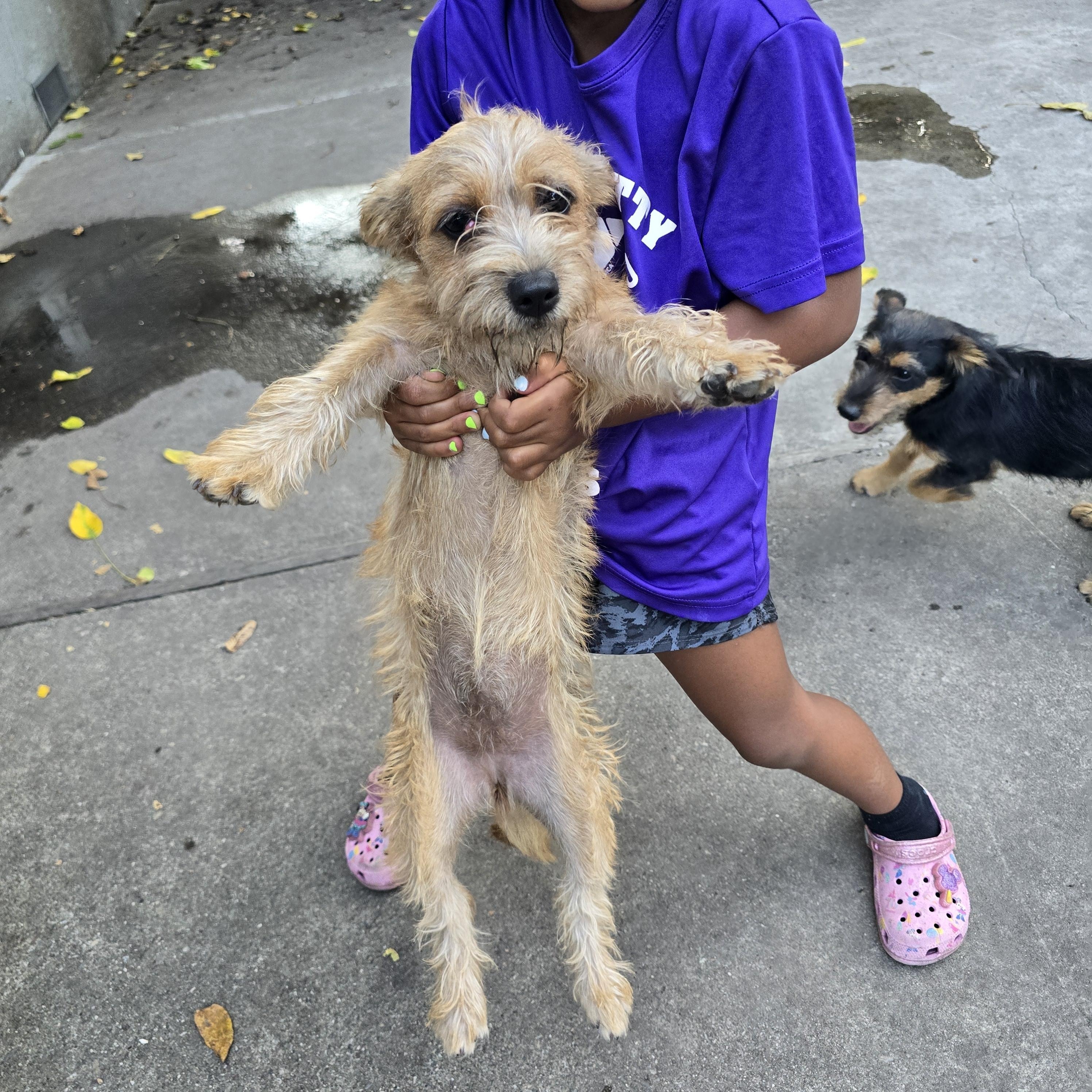 Trooper, a ADOPTABLE mixed breed in Stockton, CA image 3/5