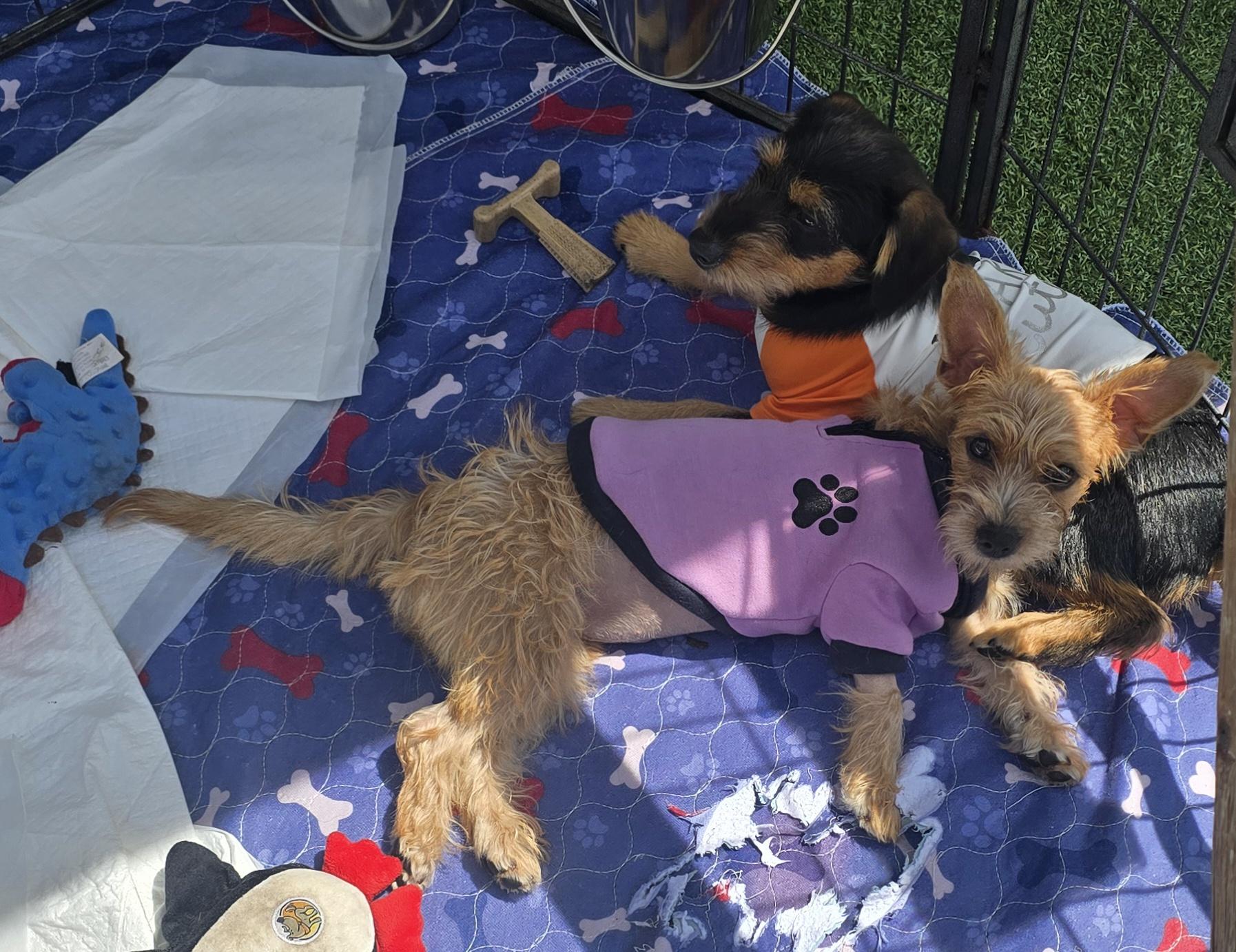 Trooper, a ADOPTABLE mixed breed in Stockton, CA image 2/5