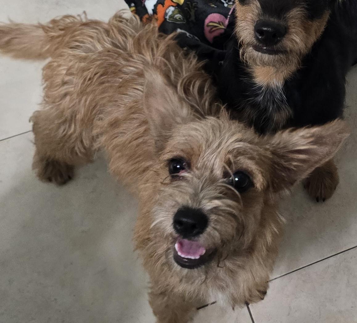 Trooper, ADOPTABLE, Young Female Cairn Terrier.