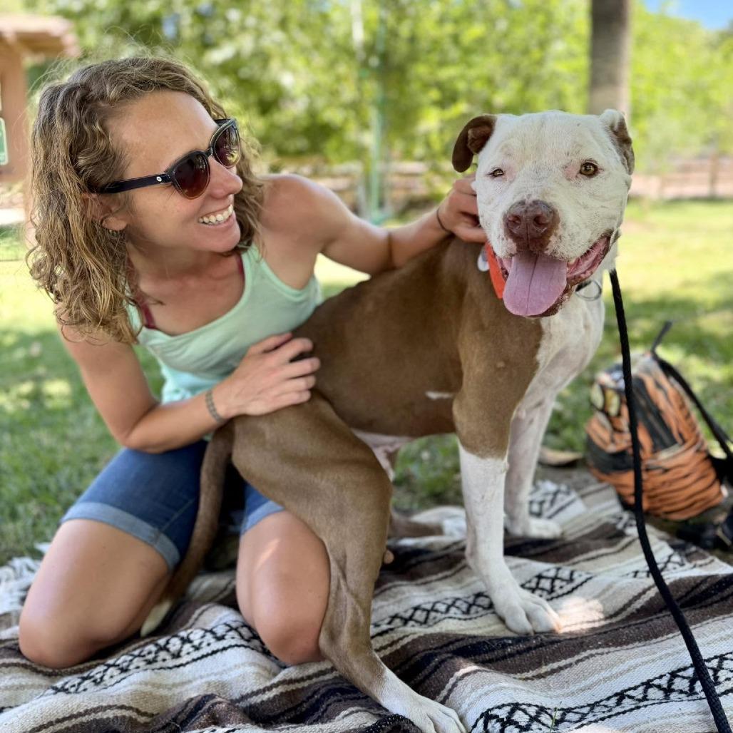 Nikko, Adoptable, Senior Male Pit Bull Terrier.