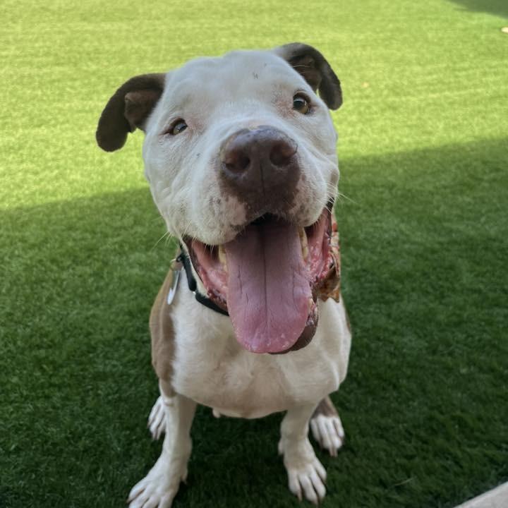 Enlarge Nikko, a Adoptable Pit Bull Terrier in Ramona, CA image 2/6