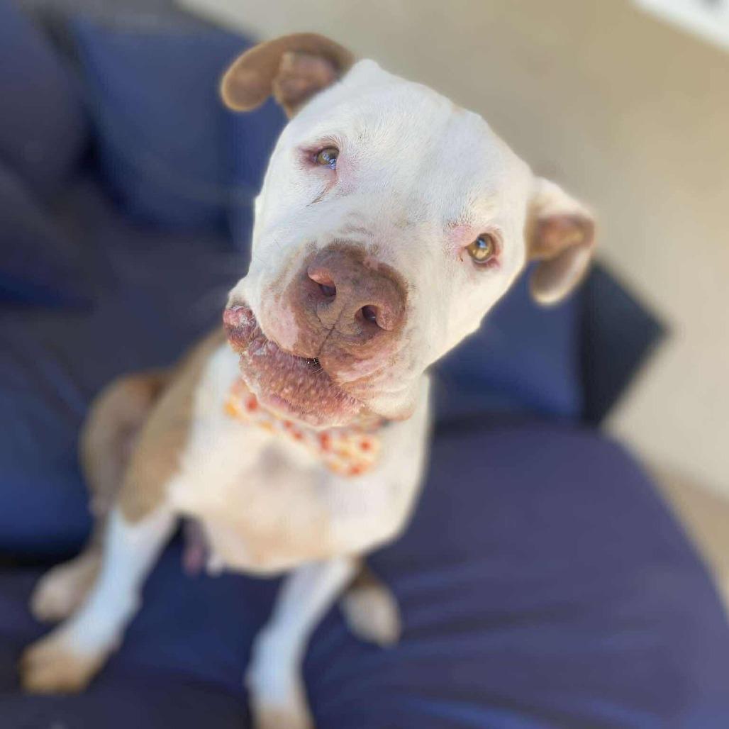 Enlarge Nikko, a Adoptable Pit Bull Terrier in Ramona, CA image 3/6