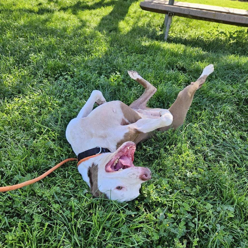 Nikko — thumbnail 3