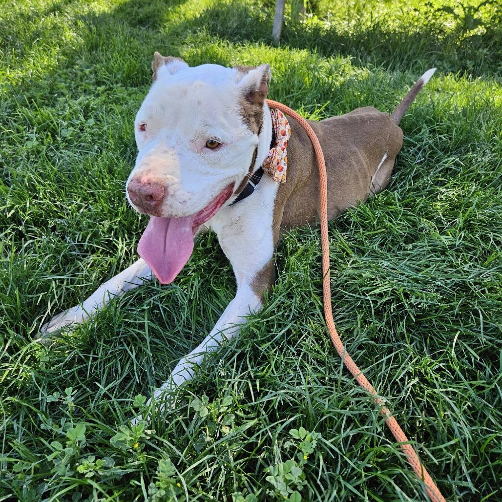 Nikko — thumbnail 6