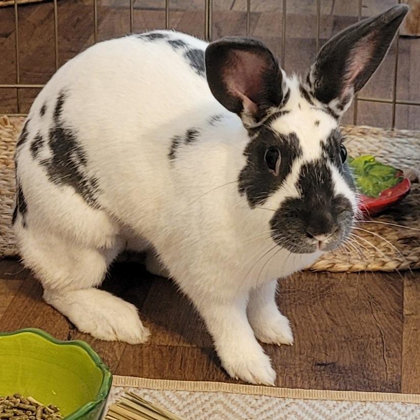 Enlarge Lucky, a Adoptable Rex in Greenfield, IN image 1/6