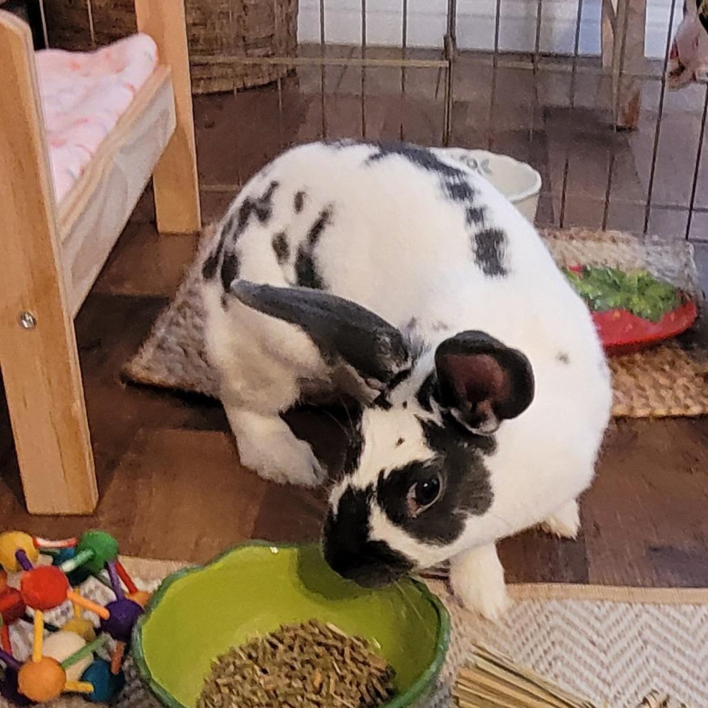 Enlarge Lucky, a Adoptable Rex in Greenfield, IN image 2/6