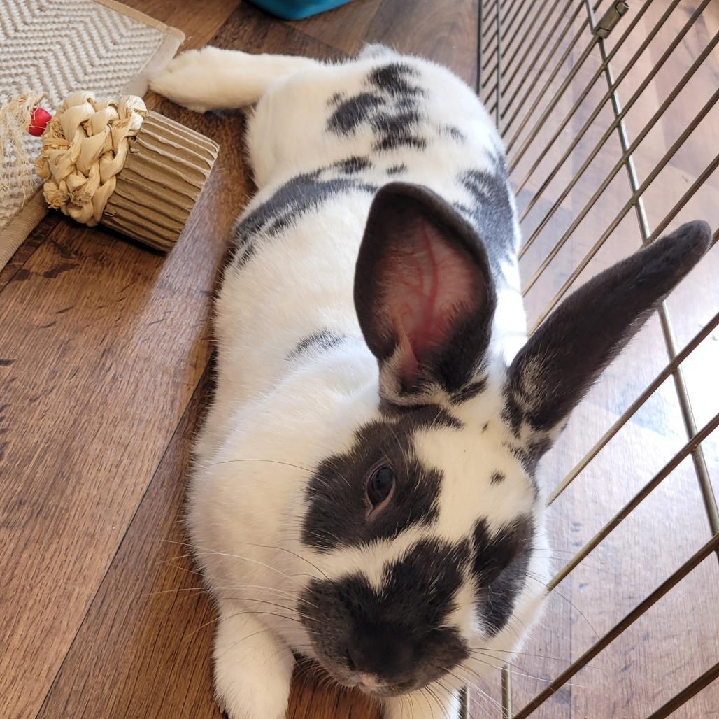 Enlarge Lucky, a Adoptable Rex in Greenfield, IN image 3/6