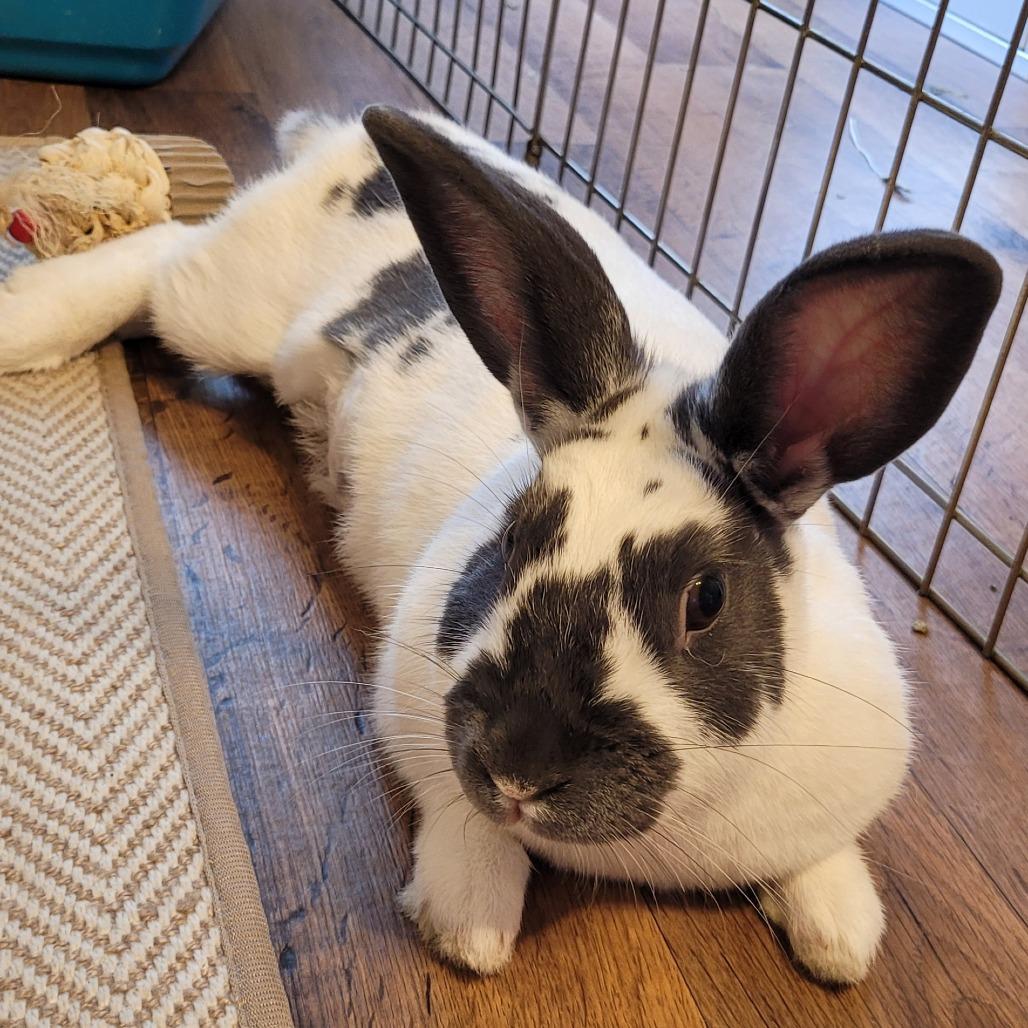 Enlarge Lucky, a Adoptable Rex in Greenfield, IN image 4/6