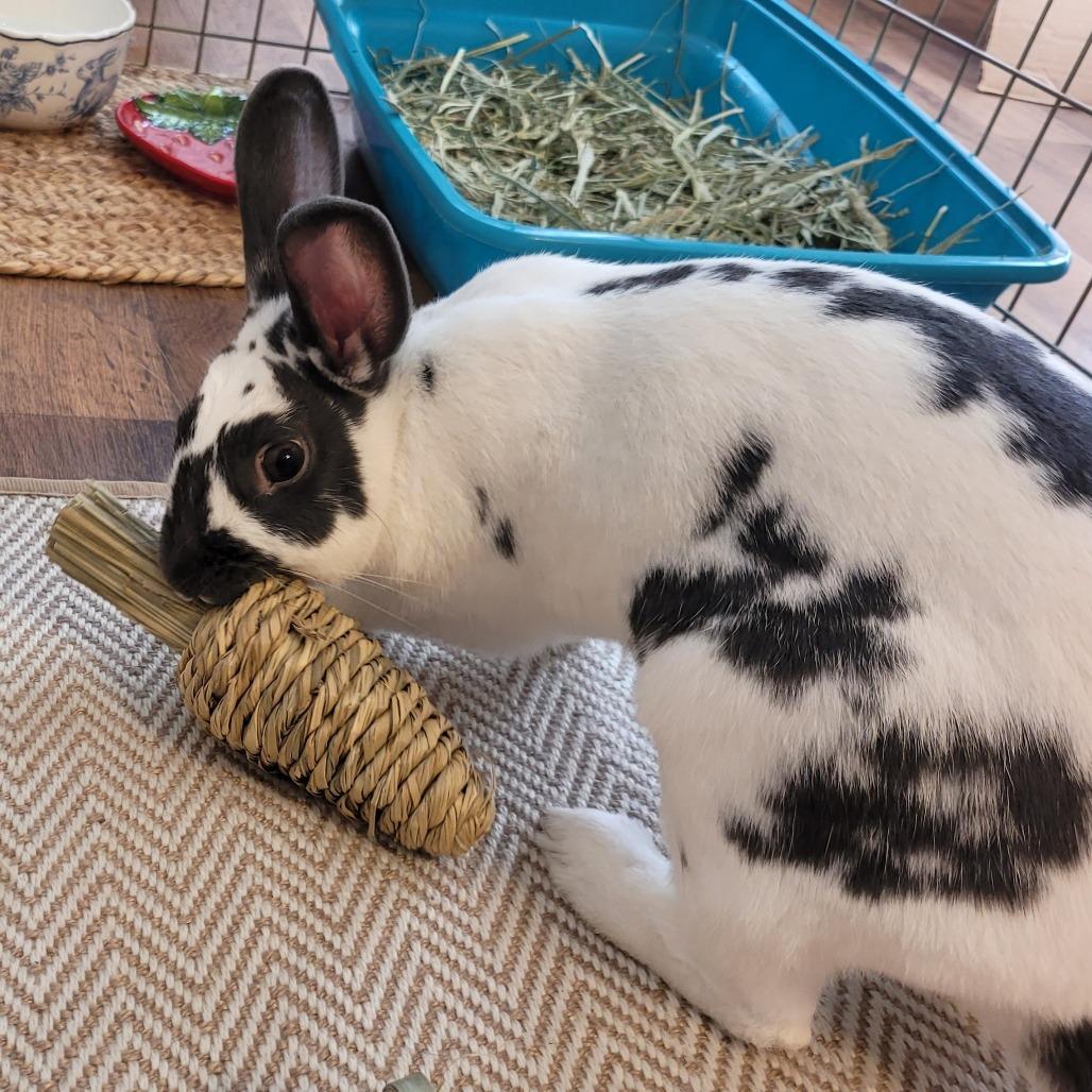 Enlarge Lucky, a Adoptable Rex in Greenfield, IN image 5/6