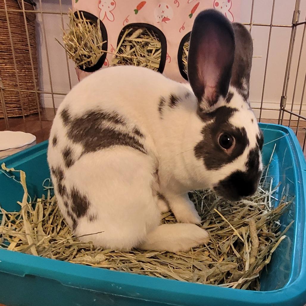 Enlarge Lucky, a Adoptable Rex in Greenfield, IN image 6/6