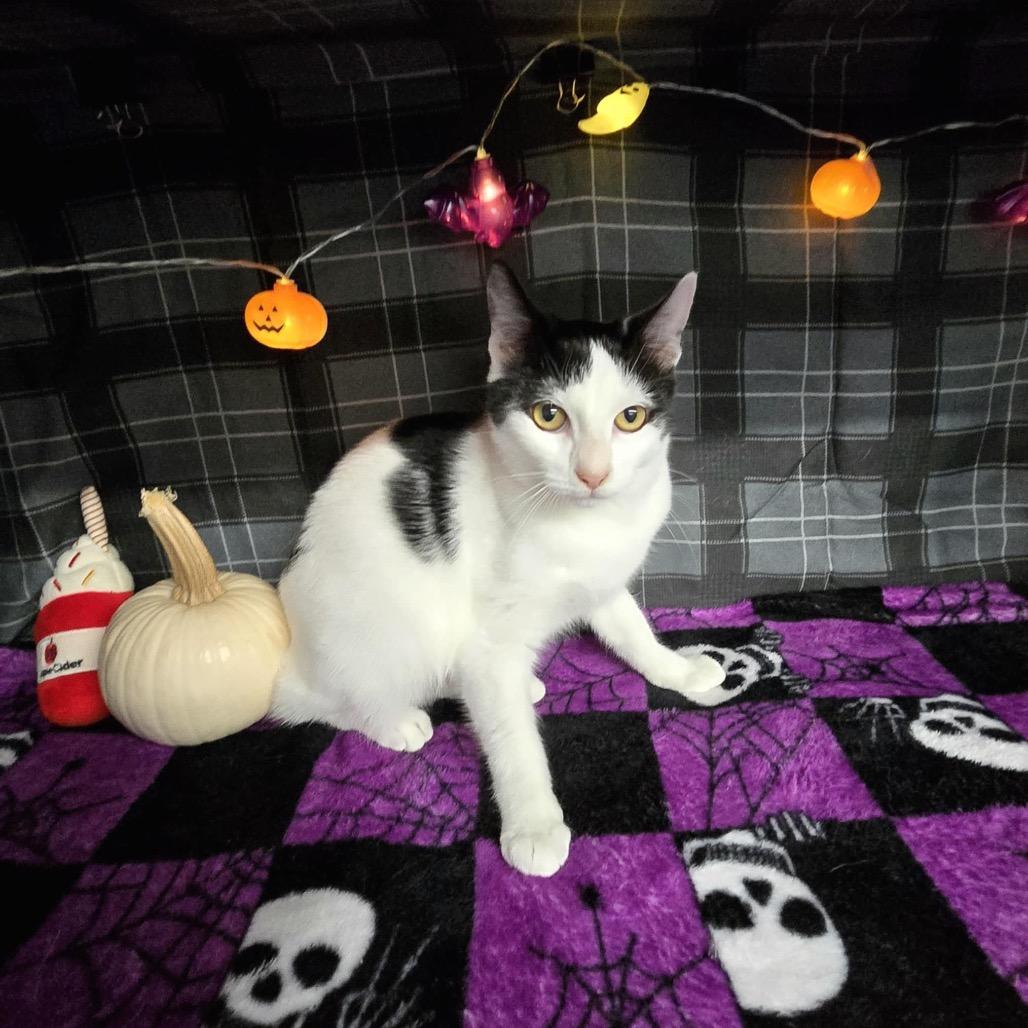 Runnin from the Popo 55489, Adoptable, Young Female Domestic Short Hair & Domestic Short Hair.