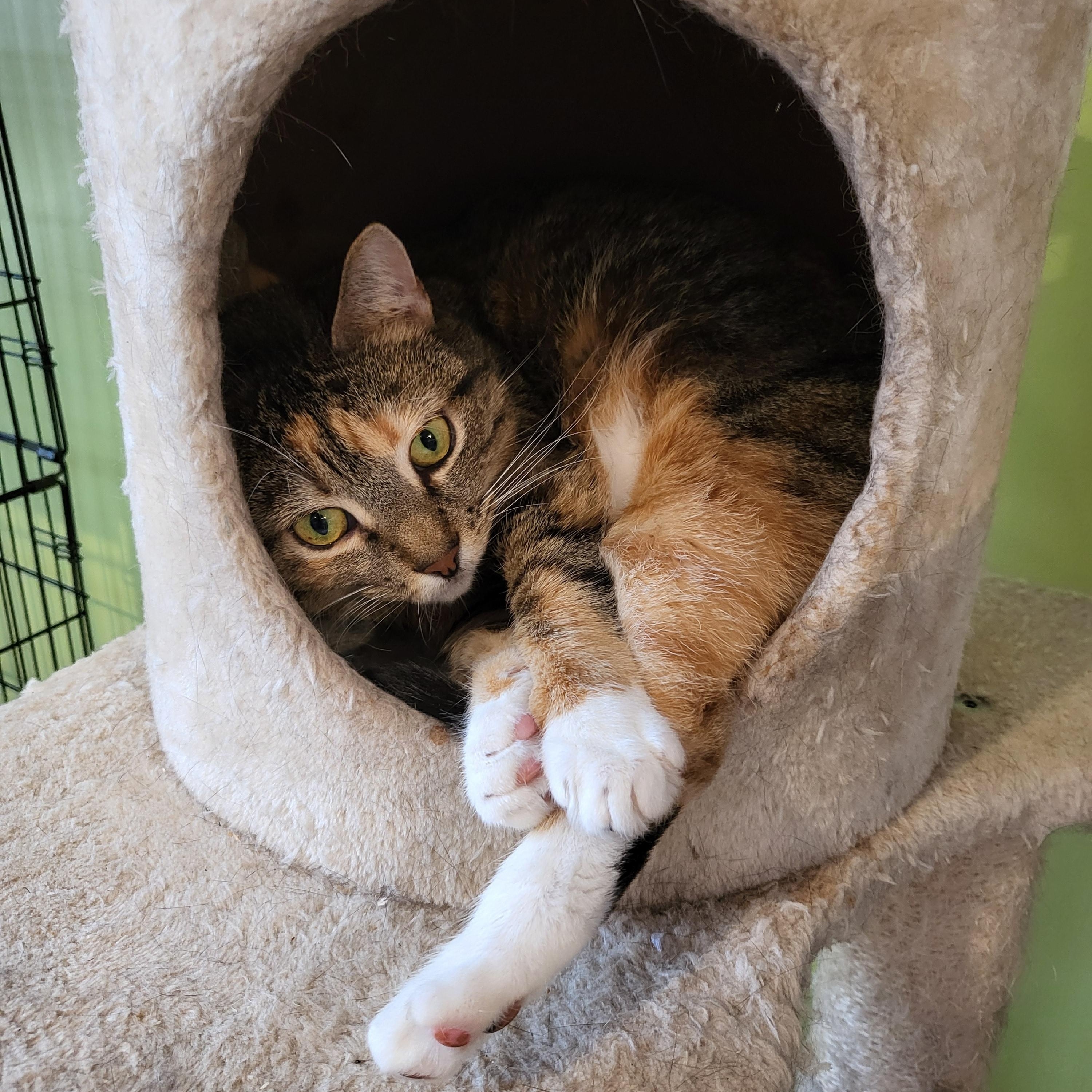 Callista, Adult Female Domestic Short Hair