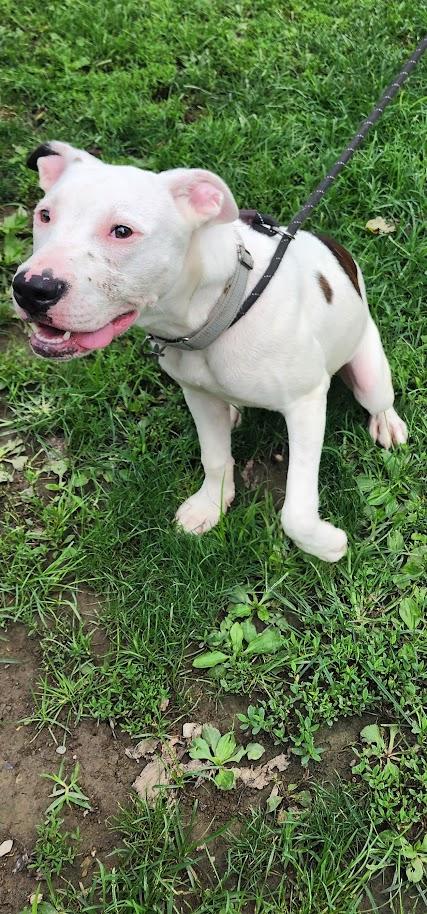 Scooter 196-26, a ADOPTABLE mixed breed in Cambridge, OH image 6/6
