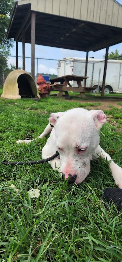 Scooter 196-26, ADOPTABLE, Young Male Pit Bull Terrier.