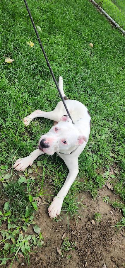 Scooter 196-26, a ADOPTABLE mixed breed in Cambridge, OH image 5/6