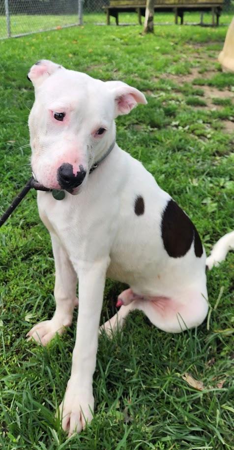 Scooter 196-26, a ADOPTABLE mixed breed in Cambridge, OH image 2/6
