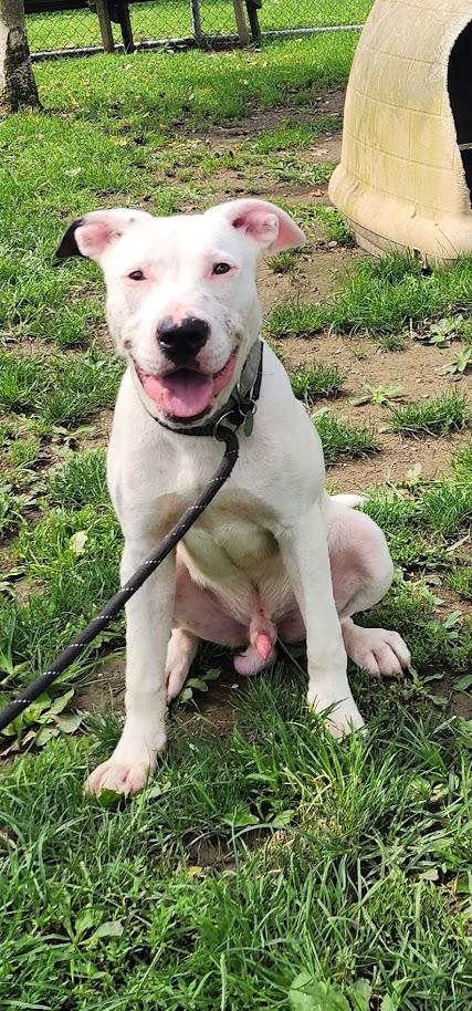 Scooter 196-26, a ADOPTABLE mixed breed in Cambridge, OH image 4/6