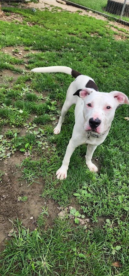 Scooter 196-26, a ADOPTABLE mixed breed in Cambridge, OH image 3/6