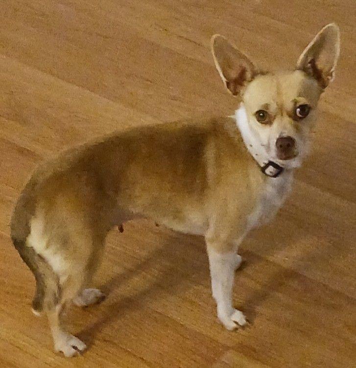 Angel, ADOPTABLE, Adult Female Chihuahua.