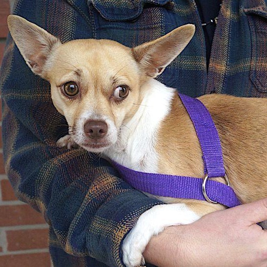 Angel, a ADOPTABLE Chihuahua in Carrollton, TX image 4/4