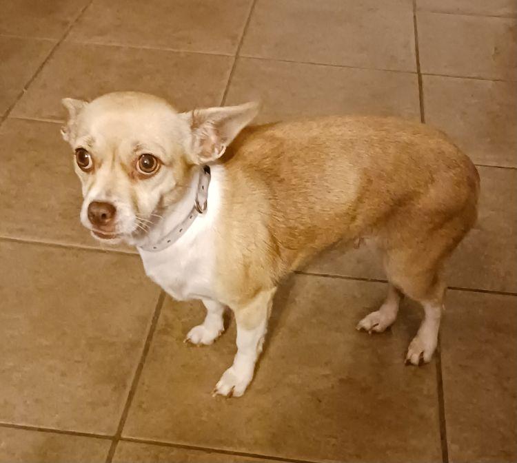 Angel, a ADOPTABLE Chihuahua in Carrollton, TX image 2/4