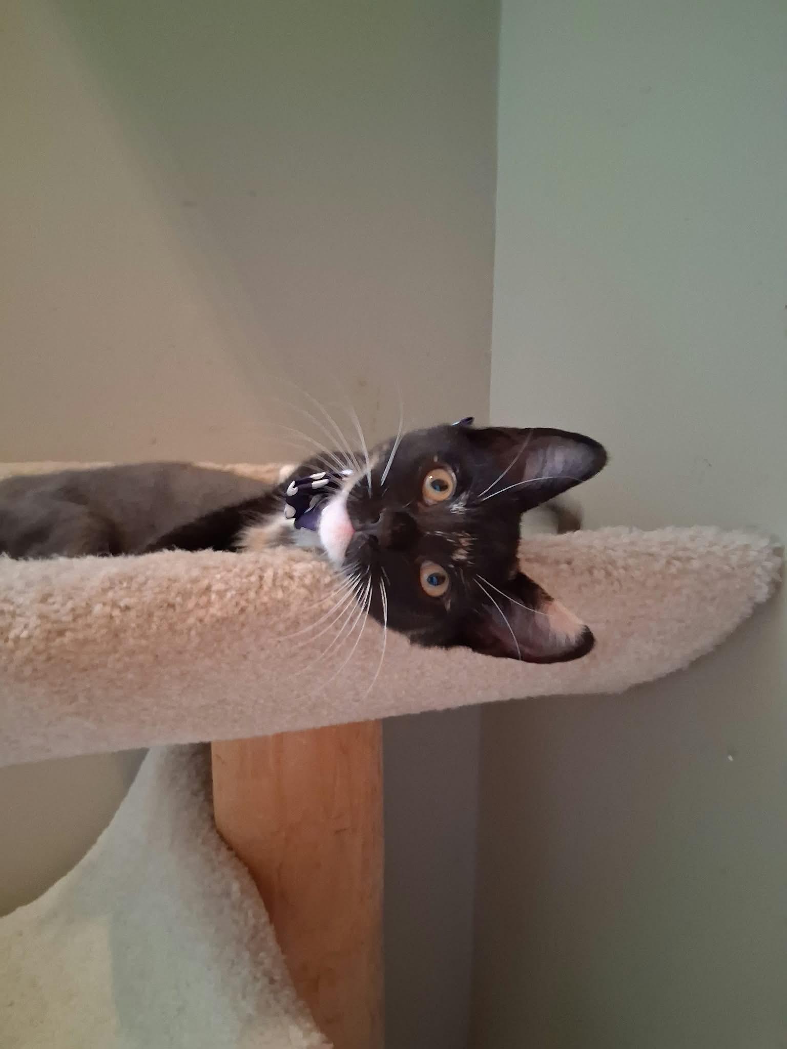 Enlarge Stella, a Adoptable Domestic Short Hair in Wading River, NY image 3/4