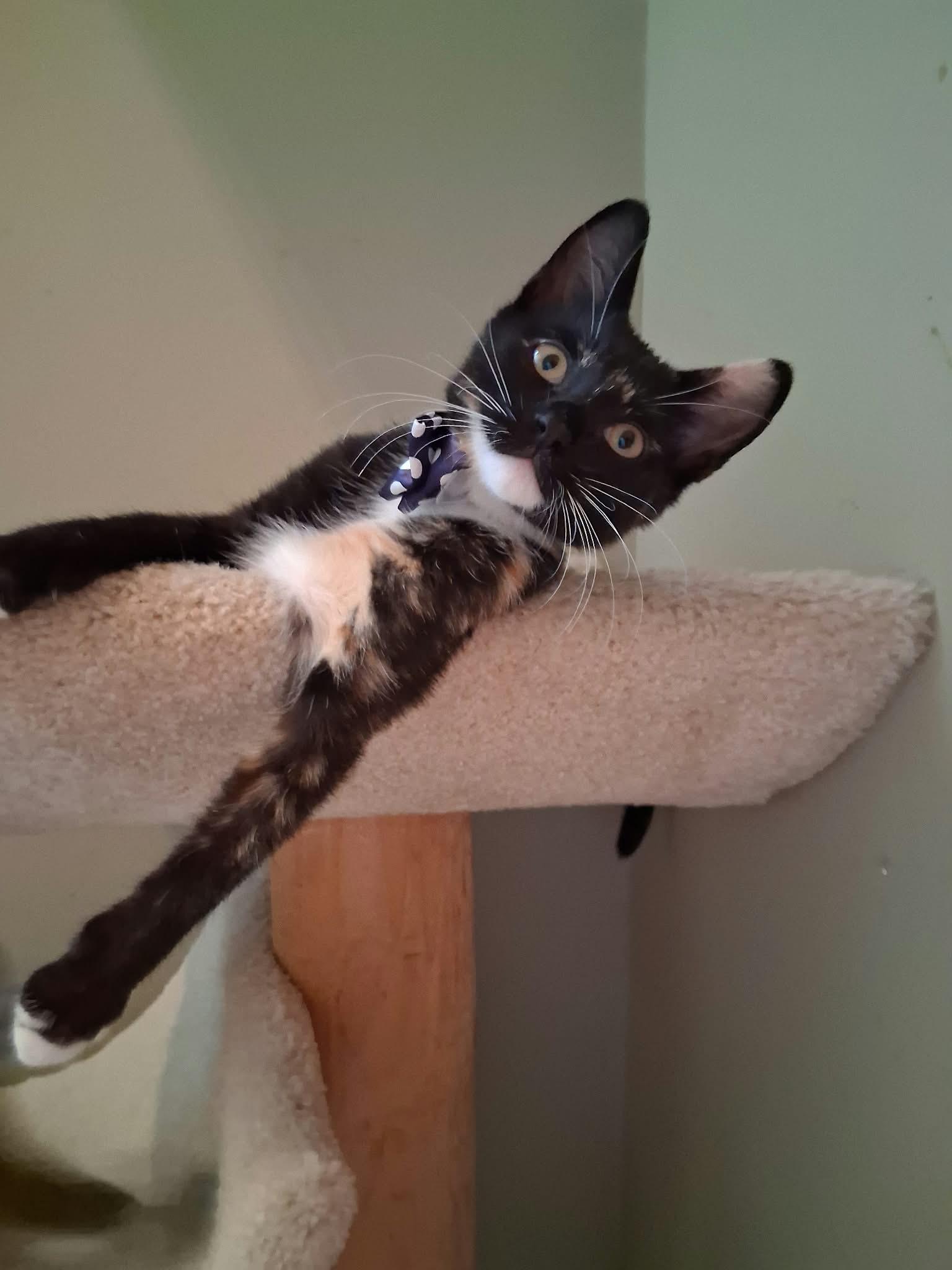 Enlarge Stella, a Adoptable Domestic Short Hair in Wading River, NY image 1/4