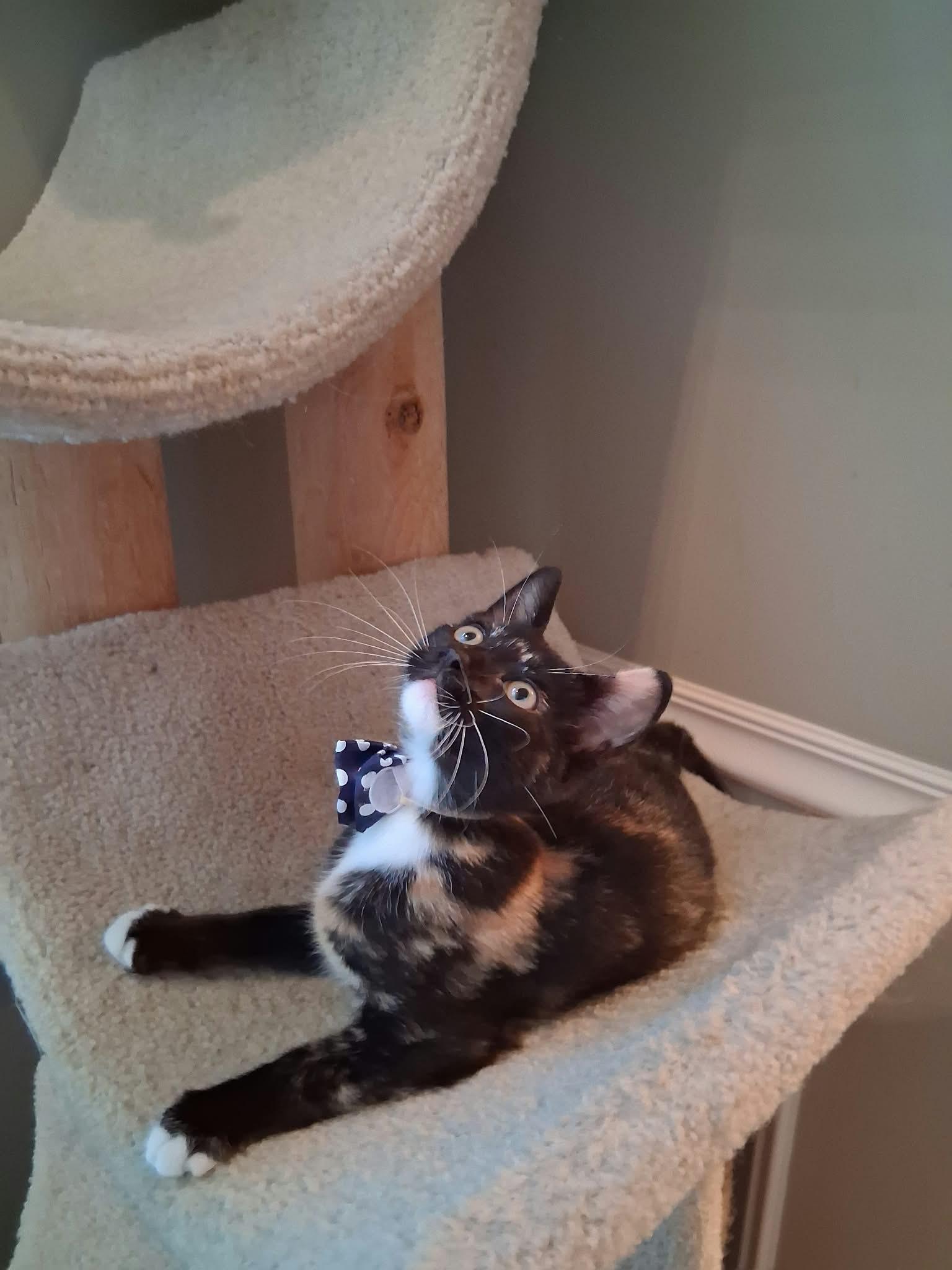 Enlarge Stella, a Adoptable Domestic Short Hair in Wading River, NY image 4/4
