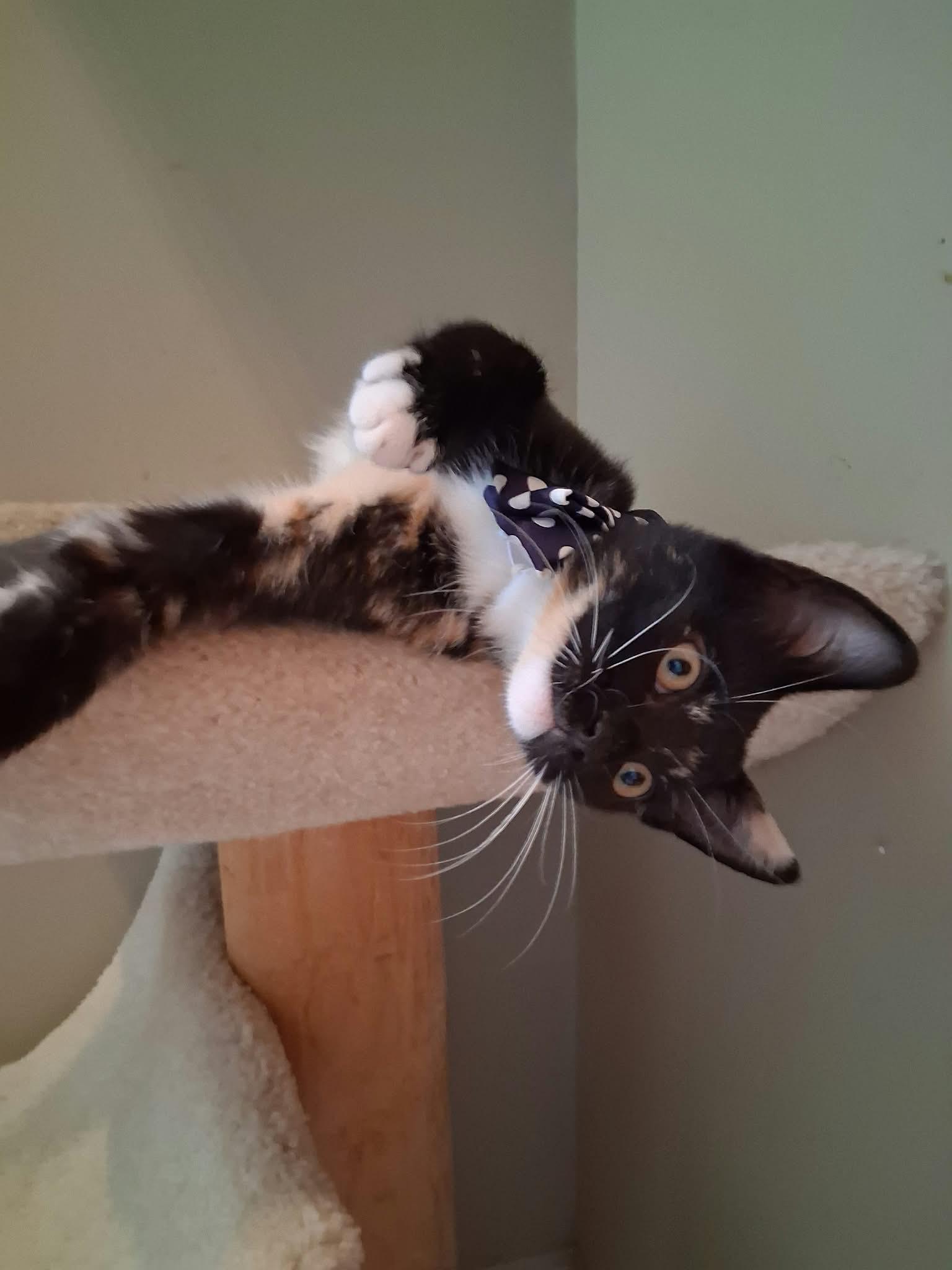 Enlarge Stella, a Adoptable Domestic Short Hair in Wading River, NY image 2/4