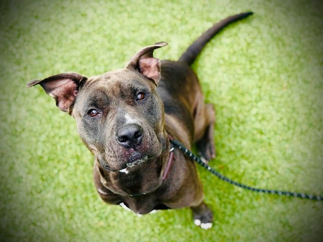 BELLA, Adoptable, Adult Female Pit Bull Terrier.