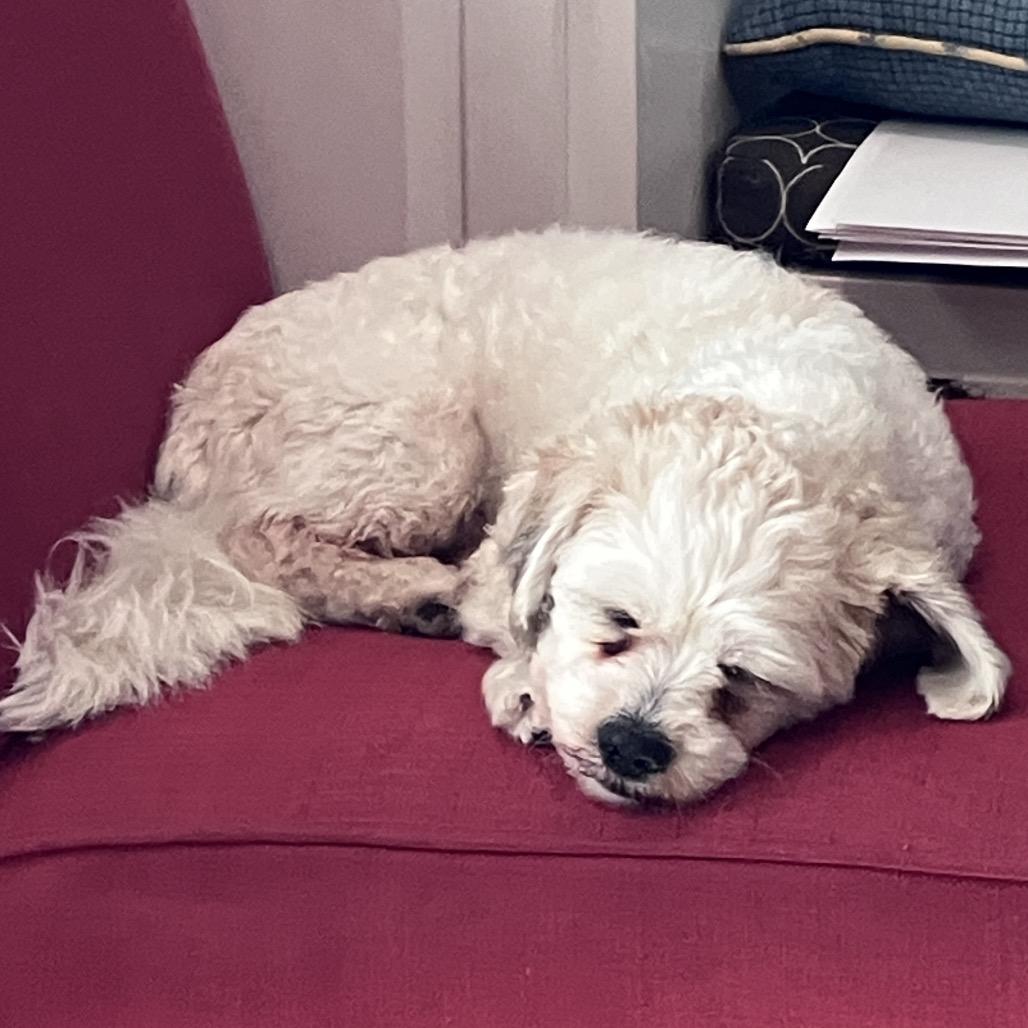 Henry, a Adoptable Havanese in Crystal, MN image 1/6