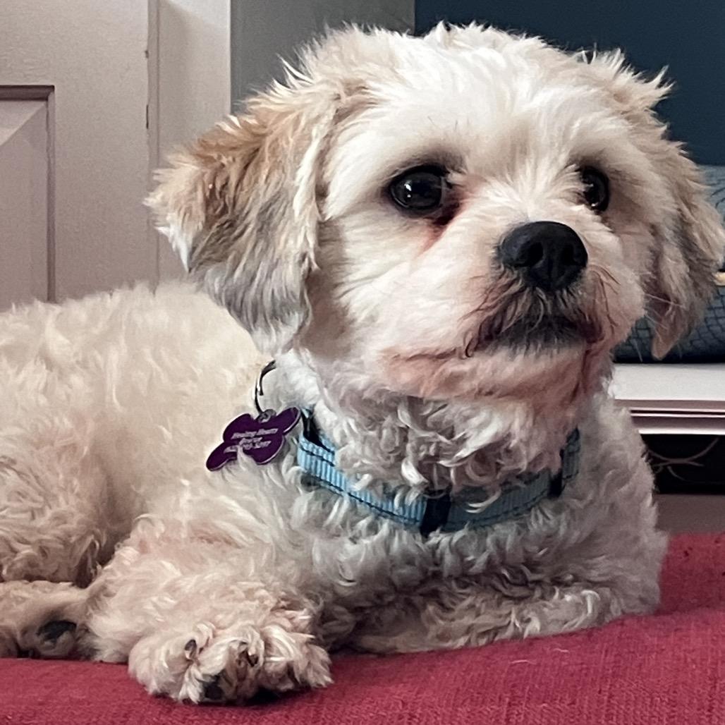 Henry, a Adoptable Havanese in Crystal, MN image 2/6