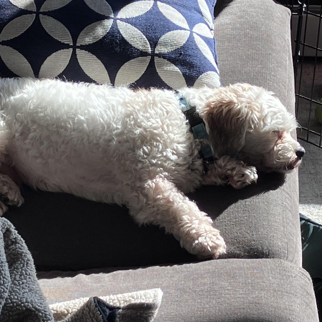 Henry, a Adoptable Havanese in Crystal, MN image 3/6