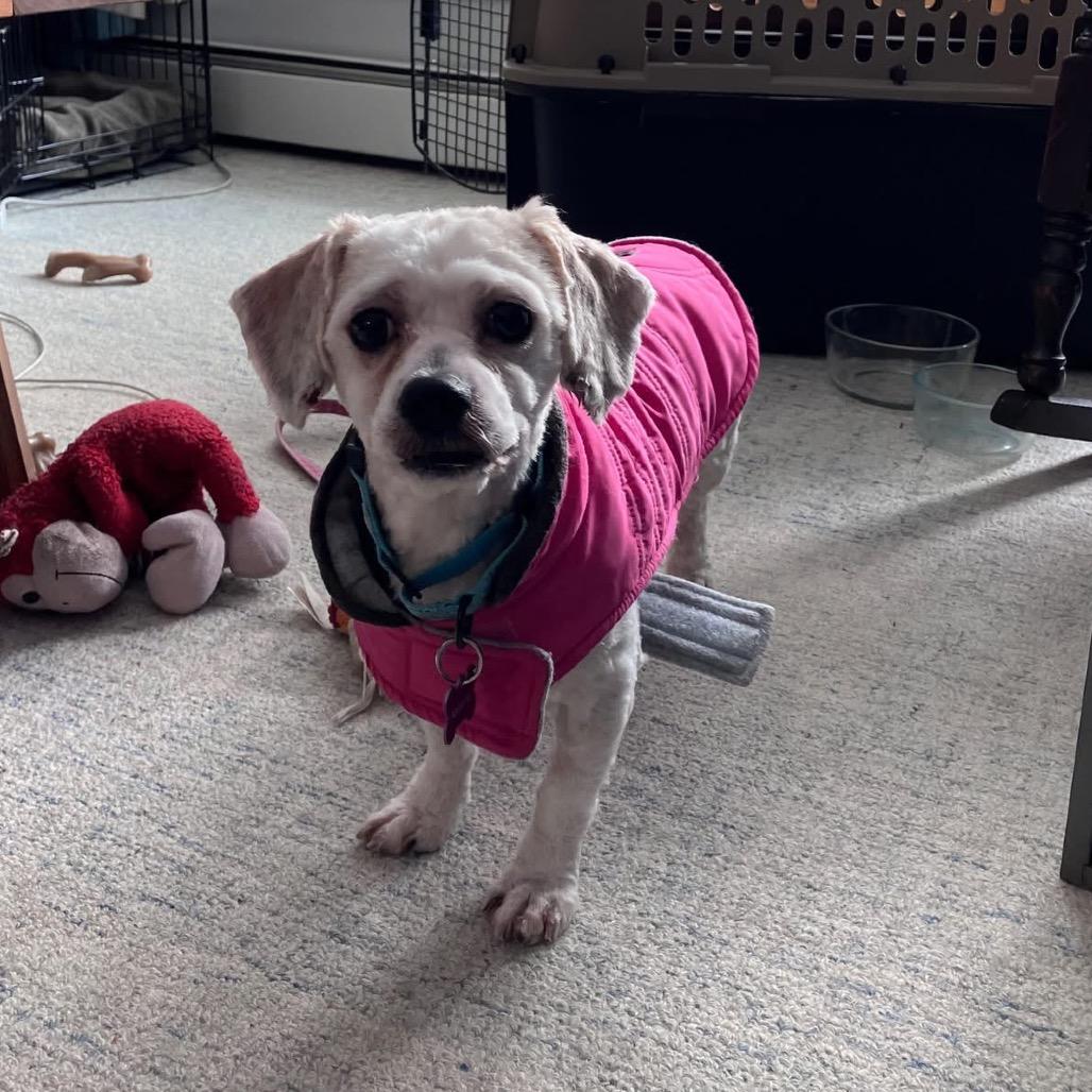 Henry, a Adoptable Havanese in Crystal, MN image 4/6